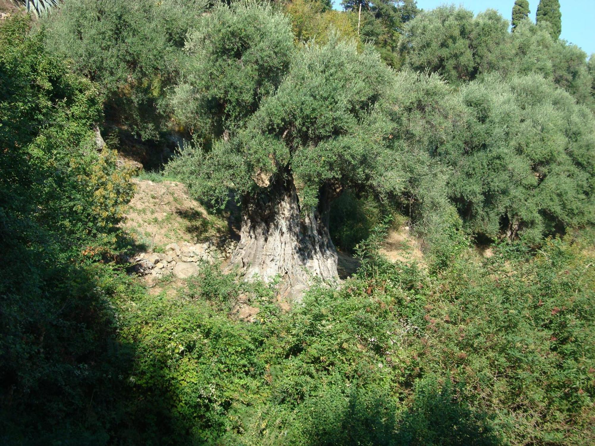 Costa Di Sognu Villa Exterior photo